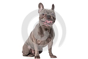 Happy french bulldog dog sticking out tongue and panting