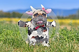 Happy French Bulldog dog wearing a funny full body Halloween cow costume with fake arms, horns, ears and ribbon photo