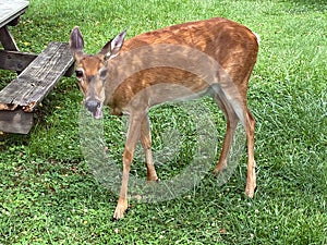 A Happy Friend in the Park in Summer in July