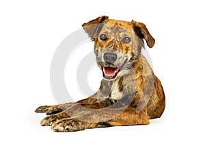 Happy Friendly Hound Lying on White