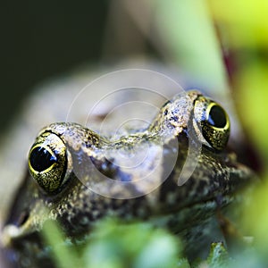 Happy frog