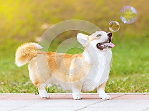 Happy fun dog and soap bubbles