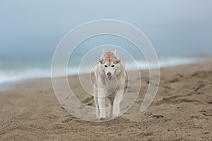 happy and funny Beige and white Siberian Husky dog running on the beach at seaside