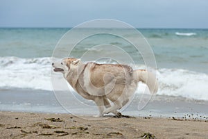 happy and funny Beige and white Siberian Husky dog running on the beach at seaside