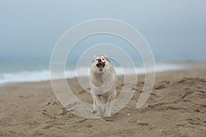 happy and funny Beige and white Siberian Husky dog running on the beach at seaside