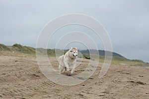 happy and funny Beige and white Siberian Husky dog running on the beach at seaside