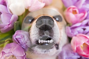 Happy funny corgi dog with wet nosw peeks out in tulips. spring flower pink and purple background. close up