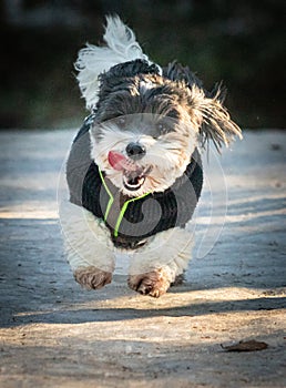 Happy funny and cute dog puppy coton de tulear playing in snow, running and looking towards camera