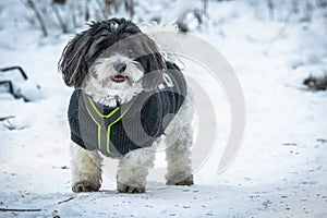 Happy funny and cute dog puppy coton de tulear playing in snow, running and looking towards camera