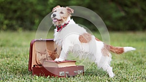 Happy funny cute dog standing, waiting on a retro suitcase in the grass, pet travel