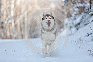 Happy and funny dog breed siberian husky running on the snow in the winter forest