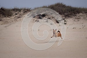 Happy funny dog running on a sand dune