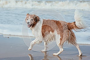 Happy dog at the sea coast