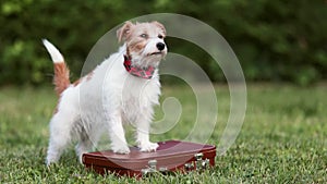 Happy funny dog wagging tail on a retro suitcase, pet travel, hotel or holiday