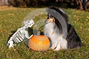 Happy funny Halloween postcard with sable white shetland sheepdog, sheltie with orange pumpkin and funny dog skeletone.