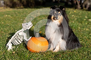 Happy funny Halloween postcard with sable white shetland sheepdog, sheltie with orange pumpkin and funny dog skeletone.