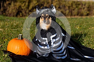 Happy funny Halloween postcard with sable white shetland sheepdog, sheltie with orange pumpkin and funny dog skeletone.