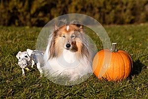 Happy funny Halloween postcard with sable white shetland sheepdog, sheltie with orange pumpkin and funny dog skeletone.