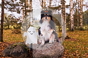 Happy funny Halloween postcard with sable white tricolor shetland sheepdog