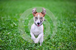 Happy funny Jack Russell Terrier dog playing, running and jumping on the green grass of the park