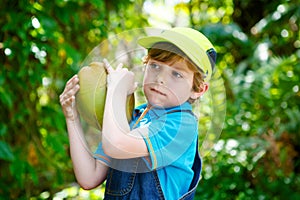 Happy funny little preschool kid boy holding huge coconut.