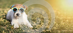 Happy funny pet dog wearing sunglasses, summer fun concept web banner