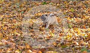 Happy and Funny Pug Dog is Running on Autumn Leaves Ground