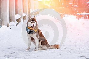 Happy funny purebreed husky dog