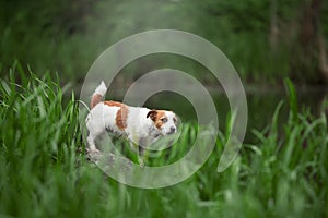 Happy funny terrier dog playing
