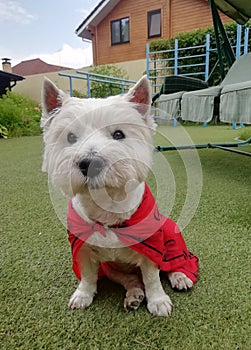 Happy Funny West Highland White Terrier - Westie, Westy Dog Play in Grass.