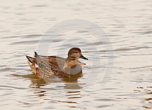 The happy Gadwall couple