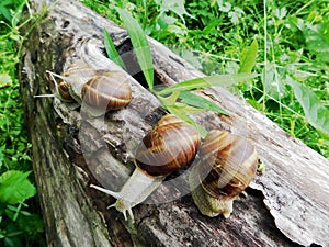 Happy games of four snails on a tree trunk