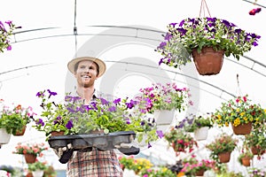 Happy gardener holding flower pots in crate at greenhouse
