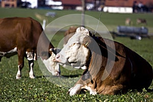 Happy german cows on green grass