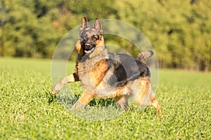 Happy german shepherd.