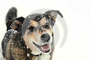 Happy German Shepherd Dog Outside Covered in Snow on Winter Day