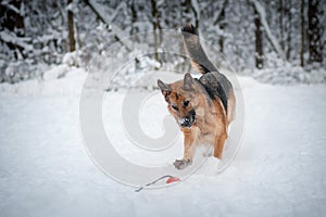 Happy german shepherd dog playing with a ball in the winter forest, beautiful tail