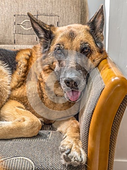 Happy German Shepherd lying on sofa
