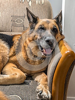 Happy German Shepherd lying on sofa