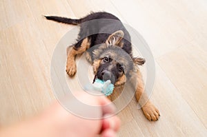 Happy german shepherd puppy playing with a toy in wood floor