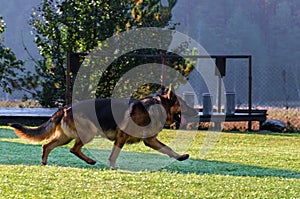 Happy german shepherd running and playing in the field