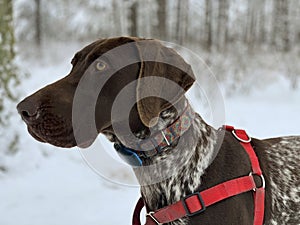 Happy German Shorthaired Pointer dog