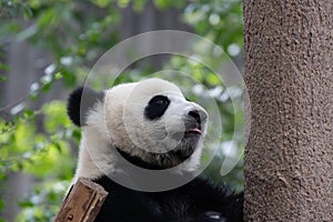 Close up smart female panda, Mei Lan aka Rou Rou