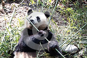 Close up smart female panda, Mei Lan aka Rou Rou