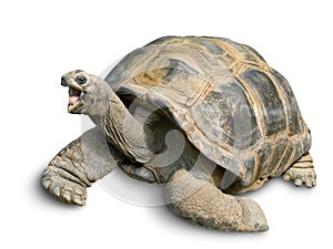 Happy Giant tortoise on white photo