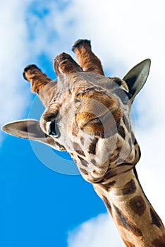 Happy giraffe