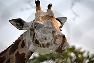 A happy giraffe smiling with teeth