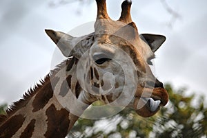 A happy giraffe teasing with his tongue out