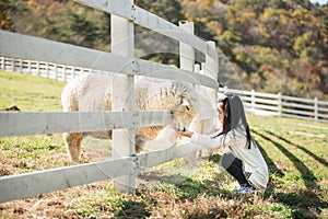 Happy girl feeding sheep ranch