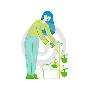 Happy Girl Gardening in Greenhouse or Garden Harvesting Bell Pepper to Basket. Woman Character Caring of Herbs